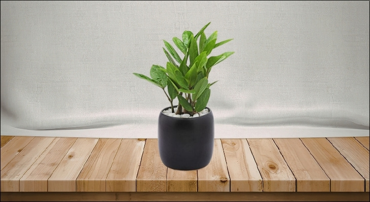 Bạn nên chọn những loại cây có lá màu xanh đậm hoặc xanh lục để đặt trên bàn làm việc