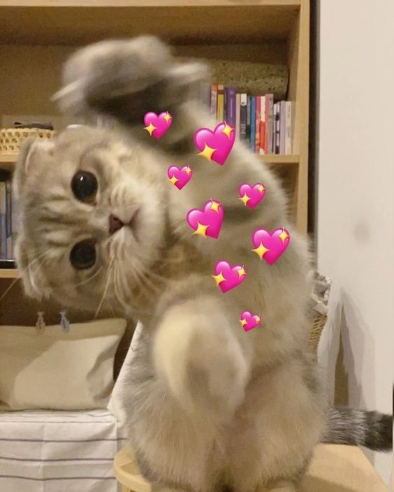 Bộ meme mèo cute dành cho cặp đôi, giúp bạn thả thính, bày tỏ cảm xúc một cách dễ thương