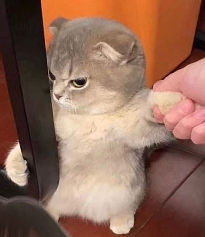 Meme mèo dỗi hờn, lè lưỡi đáng yêu, thích hợp gửi khi muốn nũng nịu hoặc làm hòa với người yêu