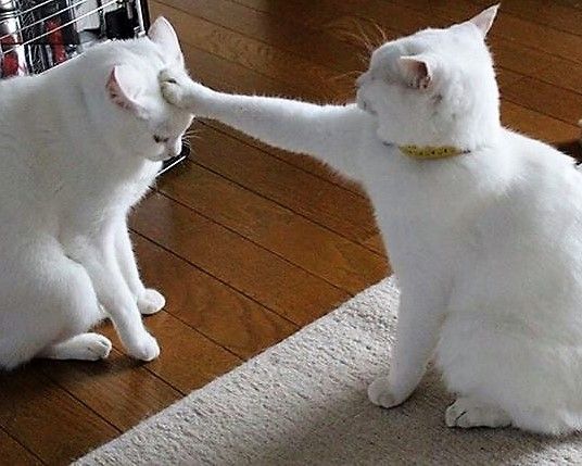 Meme mèo dỗi hờn, lè lưỡi đáng yêu, thích hợp gửi khi muốn nũng nịu hoặc làm hòa với người yêu