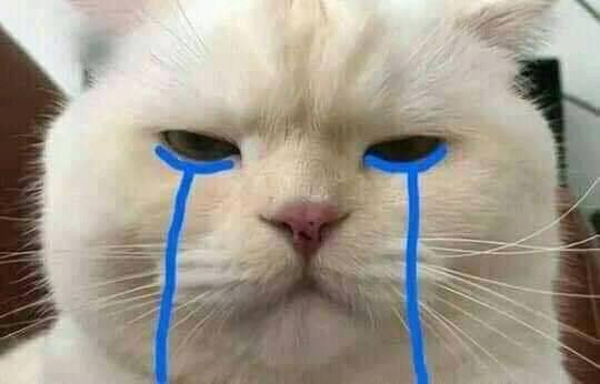 Loạt meme mèo khóc thét, gào khóc cực suy, diễn tả cảm xúc bất lực và tuyệt vọng hài hước