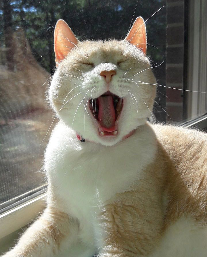 Tổng hợp meme mèo biểu cảm ngơ ngác, vô tri cực hài, phù hợp để phản ứng mọi tình huống khó đỡ