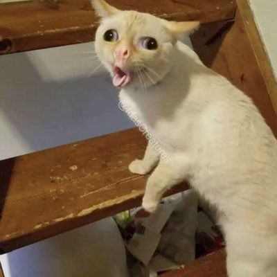 Tổng hợp meme mèo ôm đầu hoảng loạn, phù hợp khi gặp deadline hoặc tình huống stress dồn dập