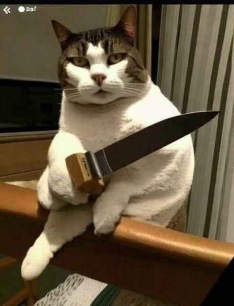 Loạt meme mèo cầm đạo cụ tác động vật lý hài hước, dùng để cà khịa bạn bè siêu hiệu quả