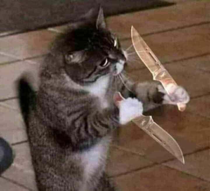 Loạt meme mèo cầm đạo cụ tác động vật lý hài hước, dùng để cà khịa bạn bè siêu hiệu quả