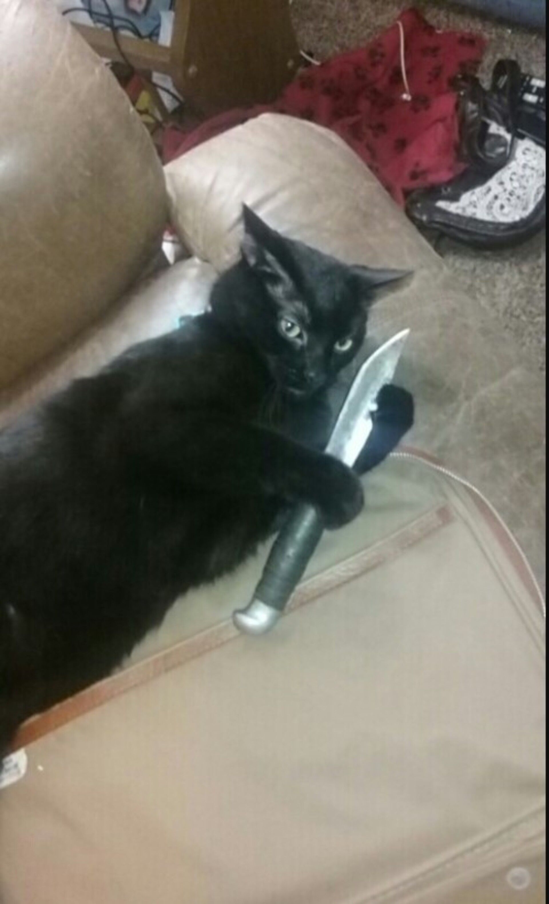 Loạt meme mèo cầm đạo cụ tác động vật lý hài hước, dùng để cà khịa bạn bè siêu hiệu quả