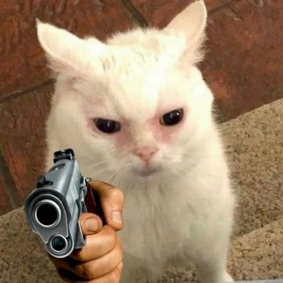 Loạt meme mèo cầm đạo cụ tác động vật lý hài hước, dùng để cà khịa bạn bè siêu hiệu quả