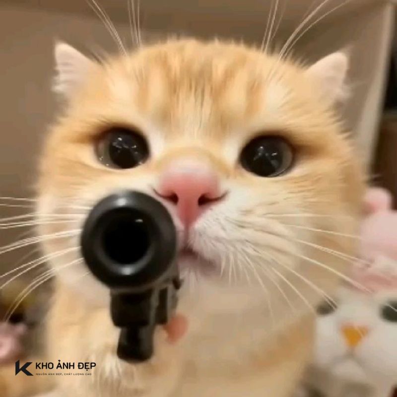 Loạt meme mèo cầm đạo cụ tác động vật lý hài hước, dùng để cà khịa bạn bè siêu hiệu quả