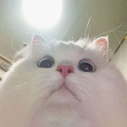 Tổng hợp meme mèo biểu cảm ngơ ngác, vô tri cực hài, phù hợp để phản ứng mọi tình huống khó đỡ