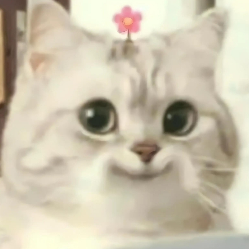 Kho meme mèo biểu cảm đa dạng giúp bạn đối phó với mọi tình huống dở khóc dở cười