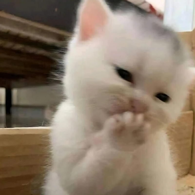 Meme mèo cười đểu, nhếch mép đầy mỉa mai, cực hợp để cà khịa nhẹ trong các cuộc trò chuyện