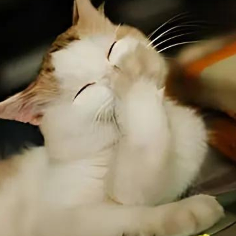 Meme mèo cười đểu, nhếch mép đầy mỉa mai, cực hợp để cà khịa nhẹ trong các cuộc trò chuyện