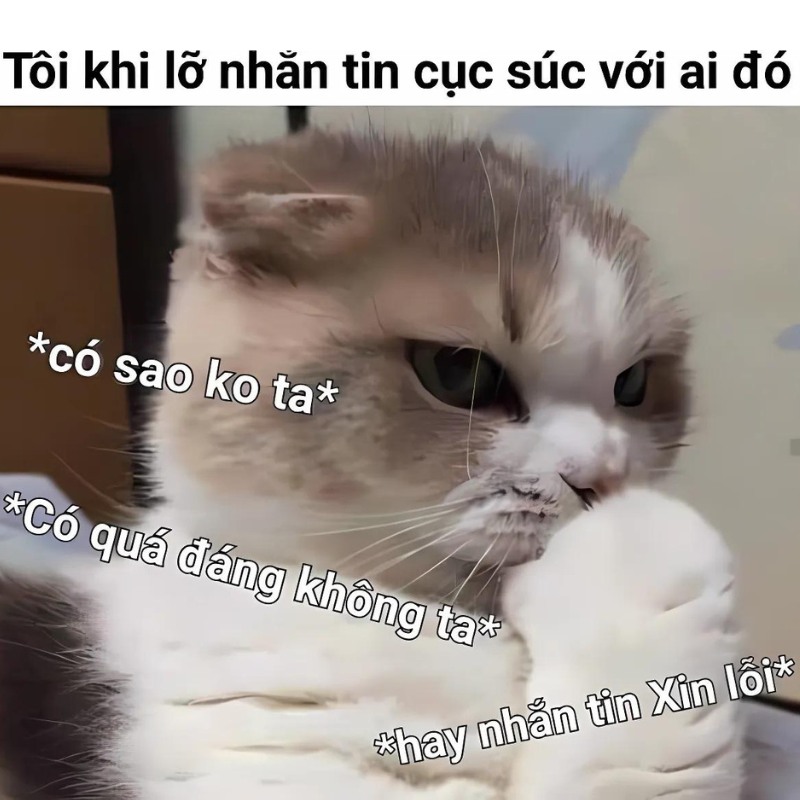 Meme mèo cười đểu, nhếch mép đầy mỉa mai, cực hợp để cà khịa nhẹ trong các cuộc trò chuyện