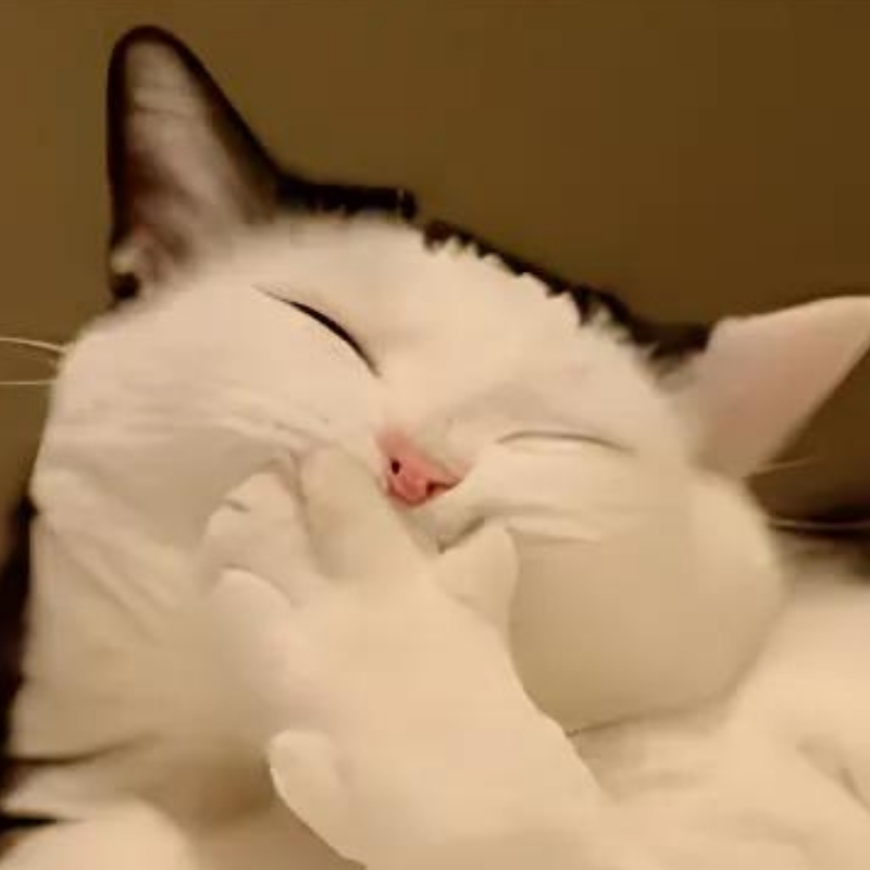 Meme mèo cười đểu, nhếch mép đầy mỉa mai, cực hợp để cà khịa nhẹ trong các cuộc trò chuyện