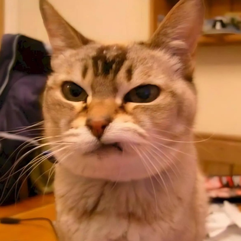 Meme mèo cười đểu, nhếch mép đầy mỉa mai, cực hợp để cà khịa nhẹ trong các cuộc trò chuyện