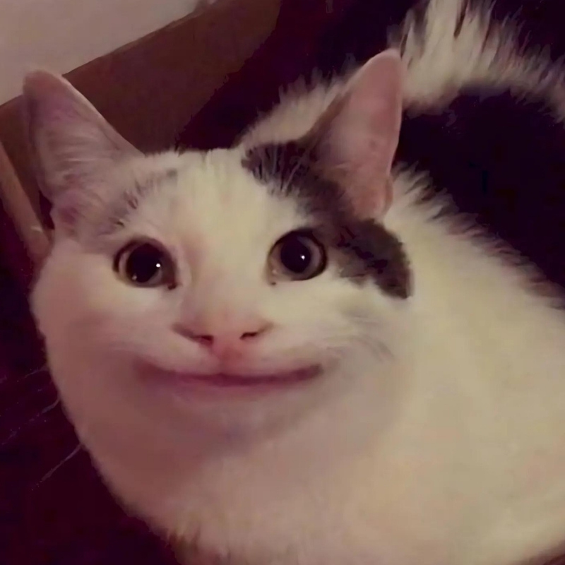 Tuyển chọn meme mèo cười nhe răng cực vui, thích hợp dùng khi gặp chuyện hài hước, giải trí