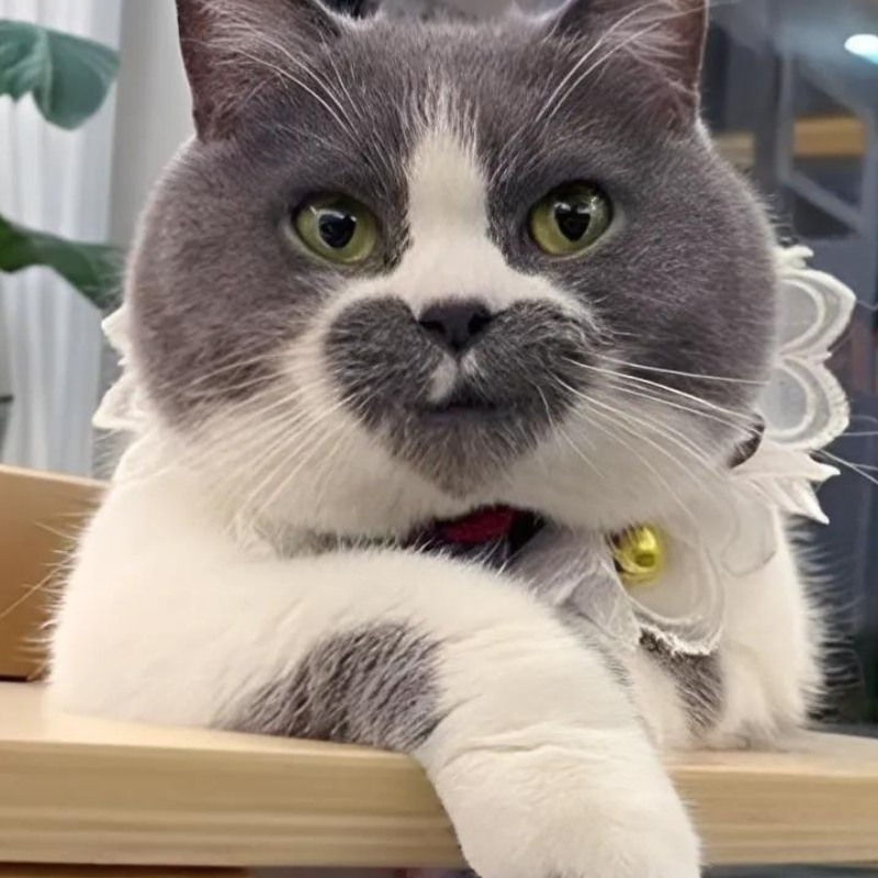 Tuyển chọn meme mèo cười nhe răng cực vui, thích hợp dùng khi gặp chuyện hài hước, giải trí