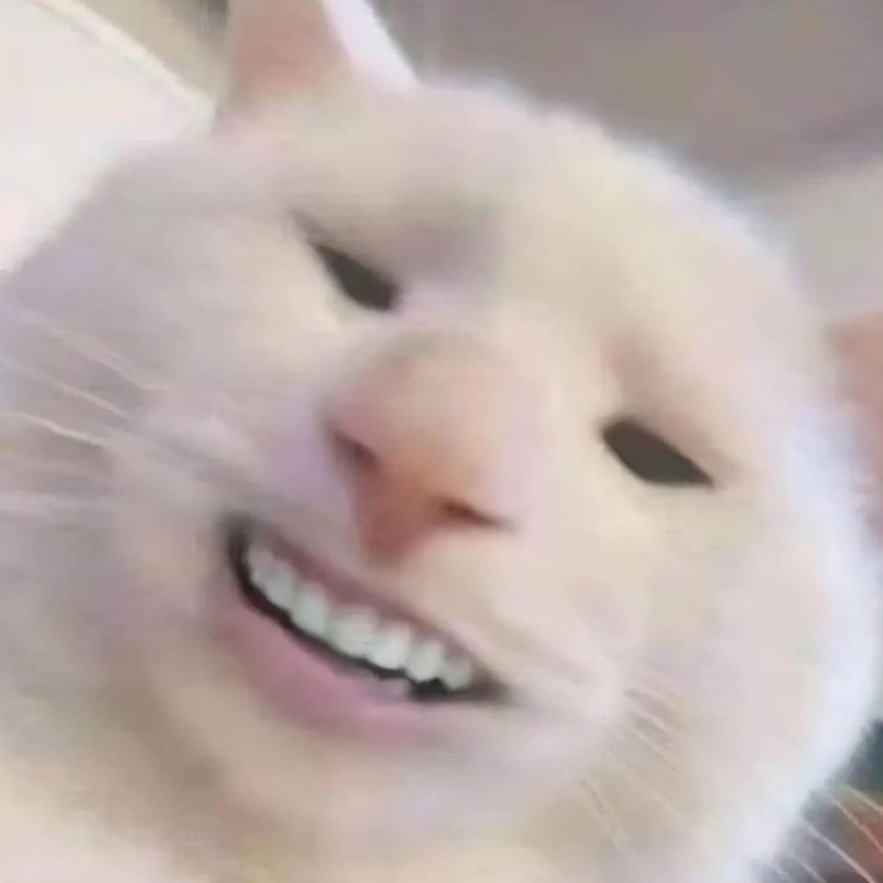 Tuyển chọn meme mèo cười nhe răng cực vui, thích hợp dùng khi gặp chuyện hài hước, giải trí
