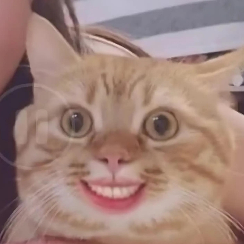 Tuyển chọn meme mèo cười nhe răng cực vui, thích hợp dùng khi gặp chuyện hài hước, giải trí