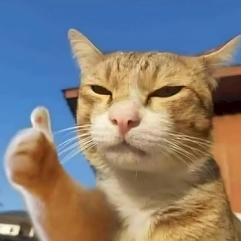 Meme mèo thả like dùng để chốt đơn hoặc đồng ý một cách đầy bất lực