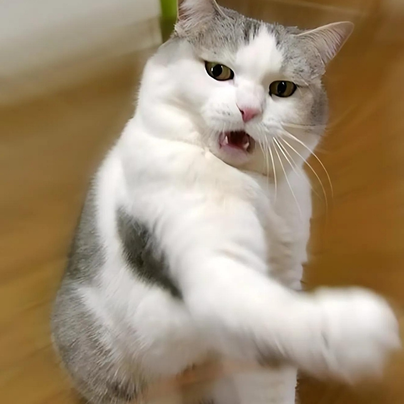 Tuyển chọn meme mèo cười nhe răng cực vui, thích hợp dùng khi gặp chuyện hài hước, giải trí