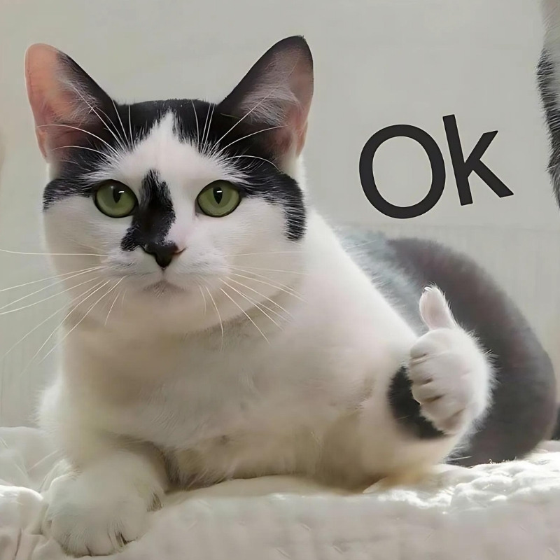 Meme mèo thả like dùng để chốt đơn hoặc đồng ý một cách đầy bất lực