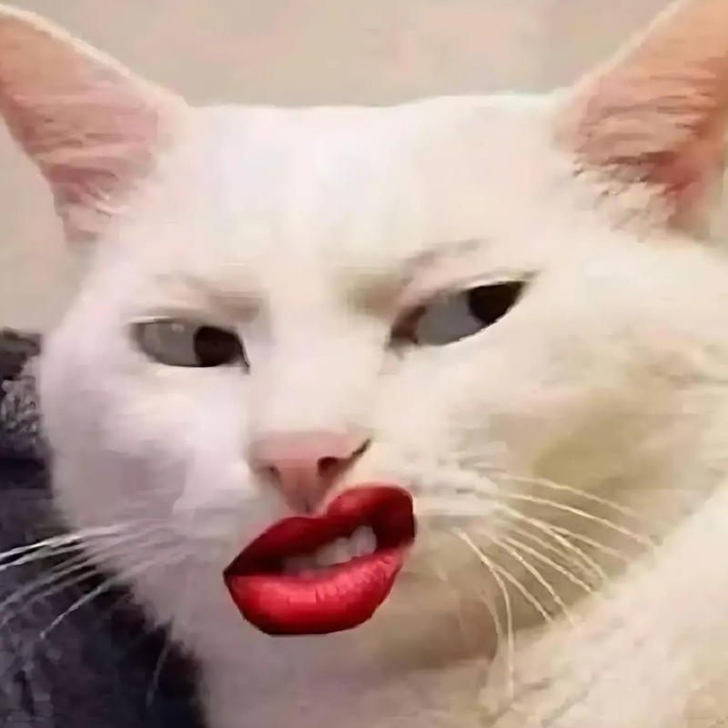 Meme mèo cười đểu, nhếch mép đầy mỉa mai, cực hợp để cà khịa nhẹ trong các cuộc trò chuyện