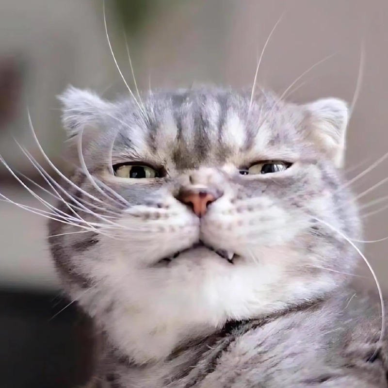 Meme mèo cười đểu, nhếch mép đầy mỉa mai, cực hợp để cà khịa nhẹ trong các cuộc trò chuyện