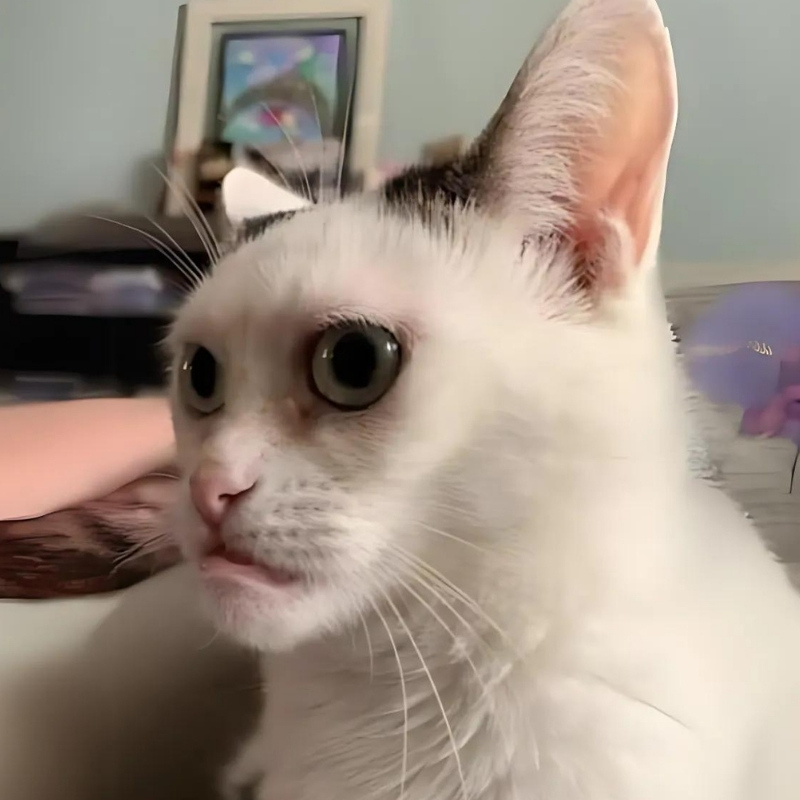 Meme mèo cười đểu, nhếch mép đầy mỉa mai, cực hợp để cà khịa nhẹ trong các cuộc trò chuyện