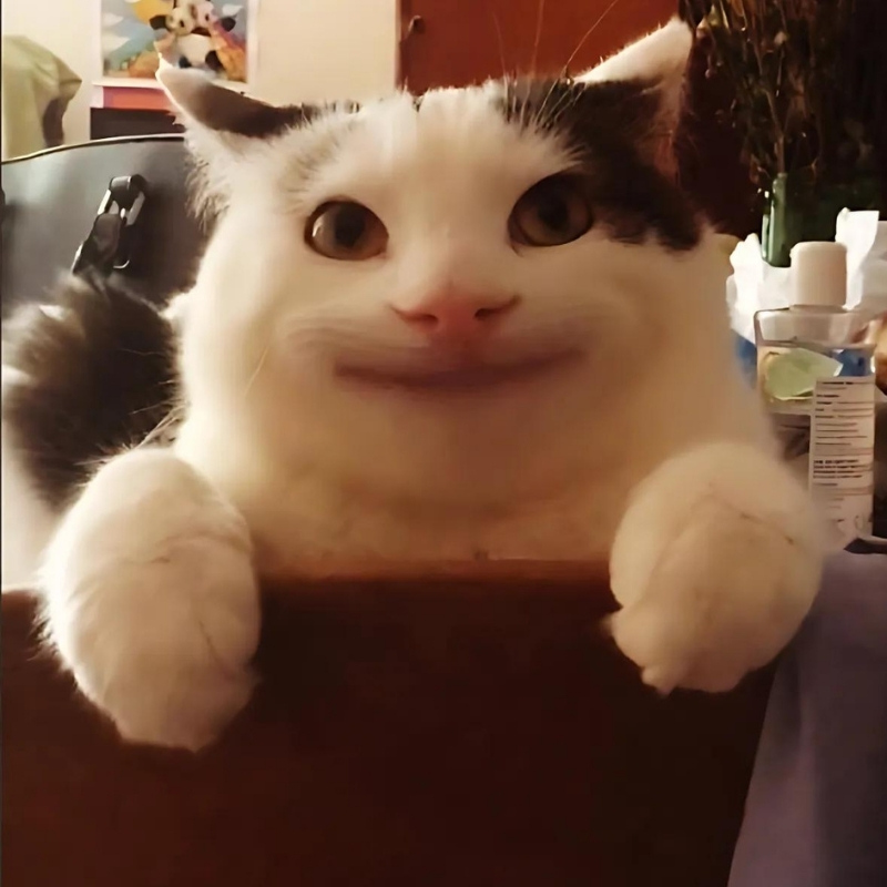 Tuyển chọn meme mèo cười nhe răng cực vui, thích hợp dùng khi gặp chuyện hài hước, giải trí