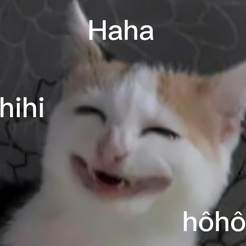 Tuyển chọn meme mèo cười nhe răng cực vui, thích hợp dùng khi gặp chuyện hài hước, giải trí