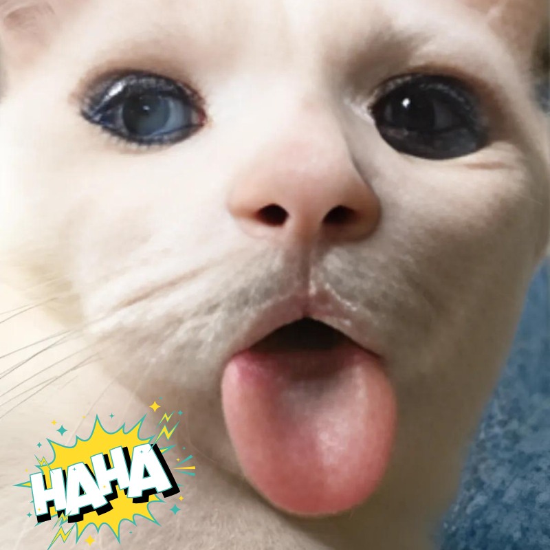 Tổng hợp meme mèo biểu cảm ngơ ngác, vô tri cực hài, phù hợp để phản ứng mọi tình huống khó đỡ