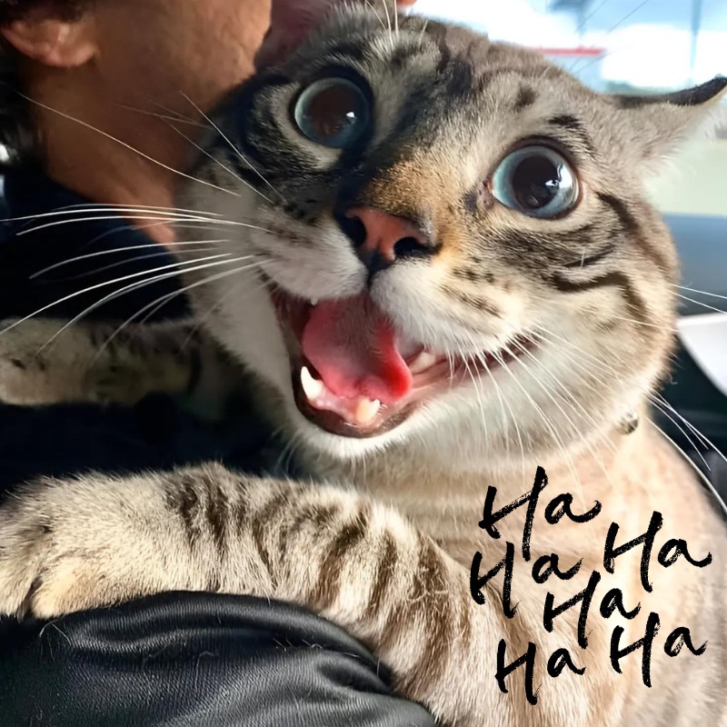 Tuyển chọn meme mèo cười nhe răng cực vui, thích hợp dùng khi gặp chuyện hài hước, giải trí
