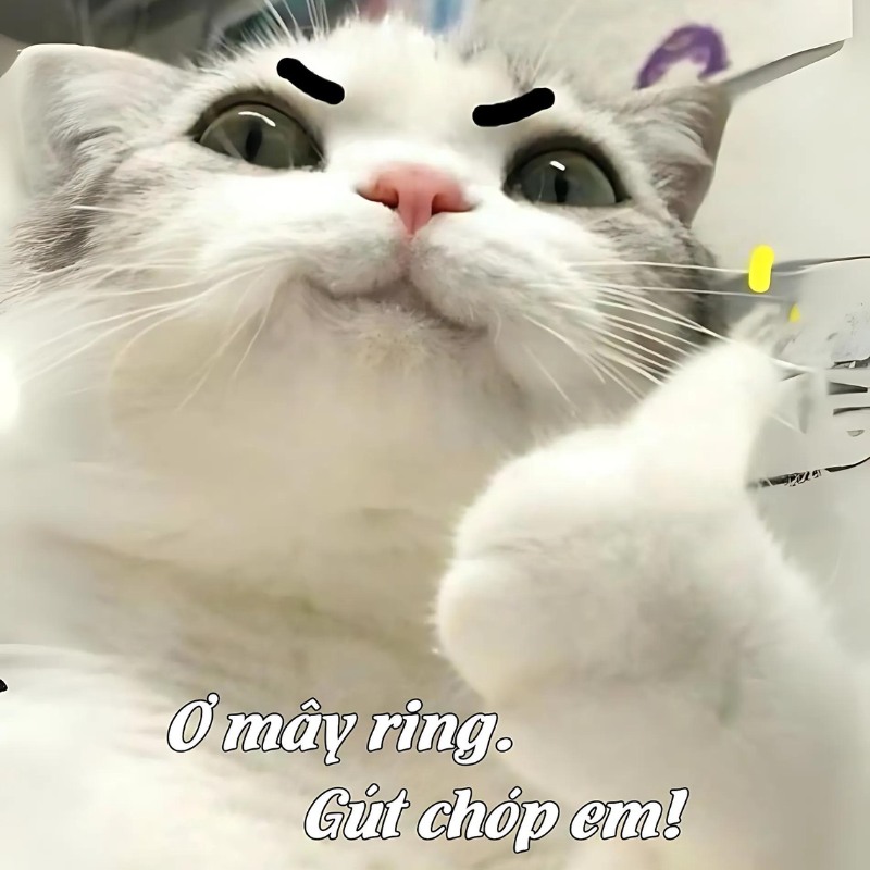 Meme mèo thả like dùng để chốt đơn hoặc đồng ý một cách đầy bất lực
