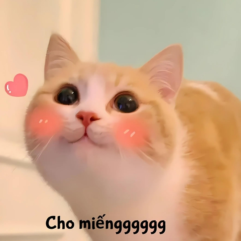 Bộ meme mèo cute dành cho cặp đôi, giúp bạn thả thính, bày tỏ cảm xúc một cách dễ thương