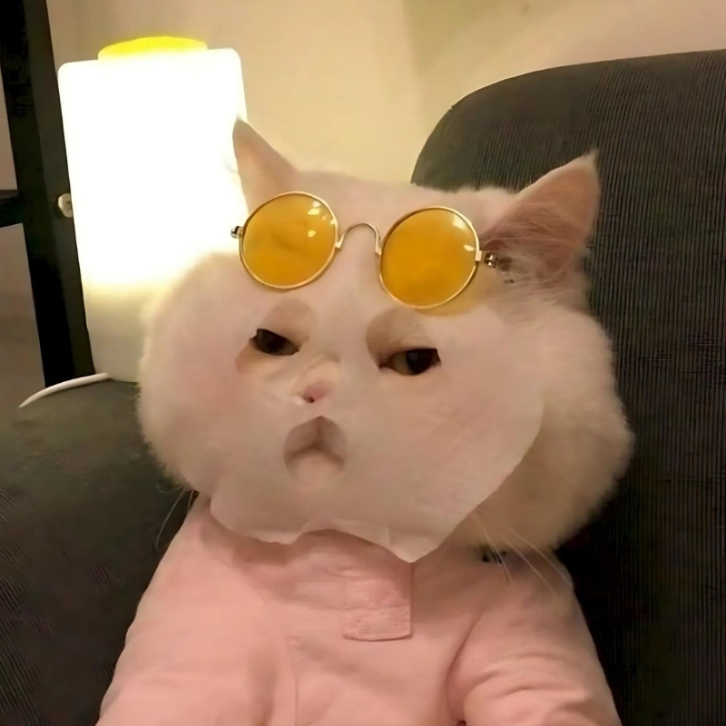 Kho meme mèo biểu cảm đa dạng giúp bạn đối phó với mọi tình huống dở khóc dở cười