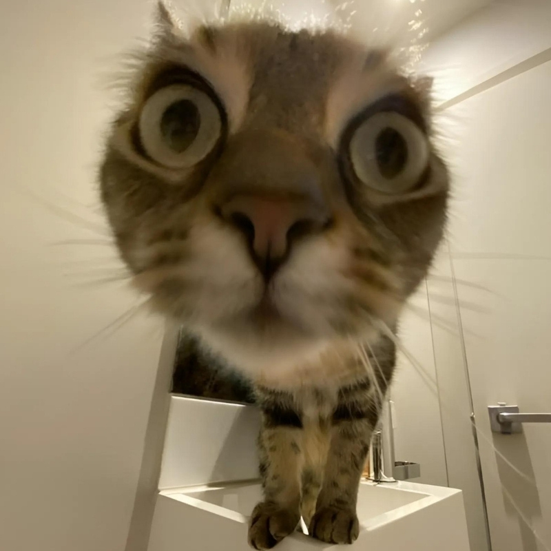 Kho meme mèo biểu cảm đa dạng giúp bạn đối phó với mọi tình huống dở khóc dở cười