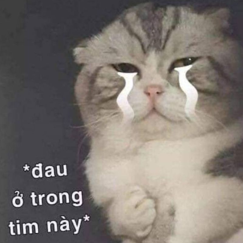 Loạt meme mèo khóc thét, gào khóc cực suy, diễn tả cảm xúc bất lực và tuyệt vọng hài hước