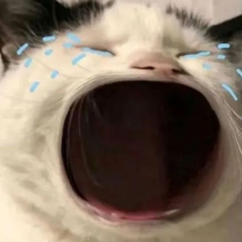 Loạt meme mèo khóc thét, gào khóc cực suy, diễn tả cảm xúc bất lực và tuyệt vọng hài hước