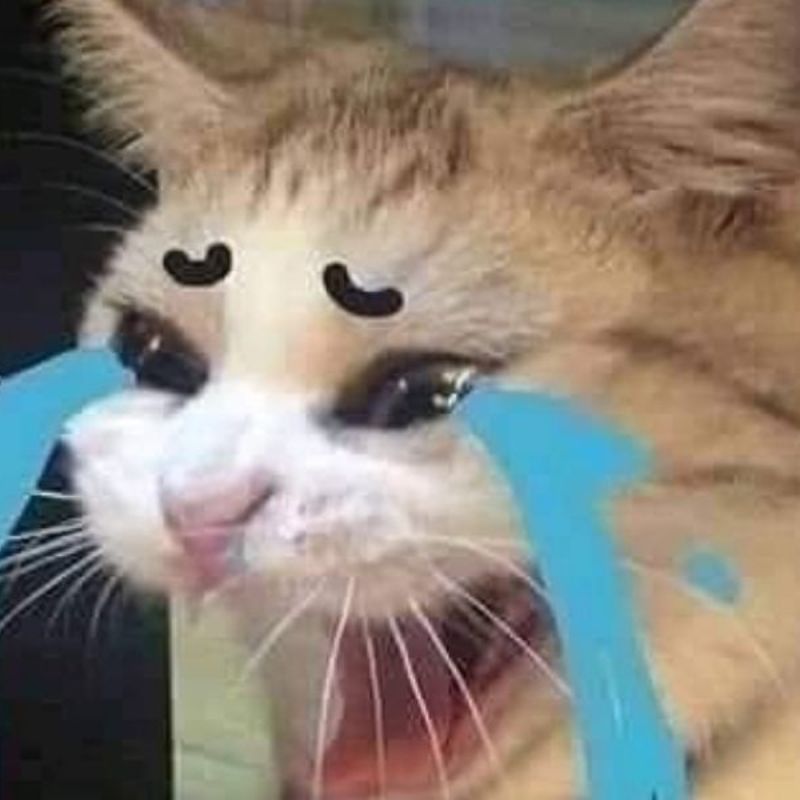 Loạt meme mèo khóc thét, gào khóc cực suy, diễn tả cảm xúc bất lực và tuyệt vọng hài hước