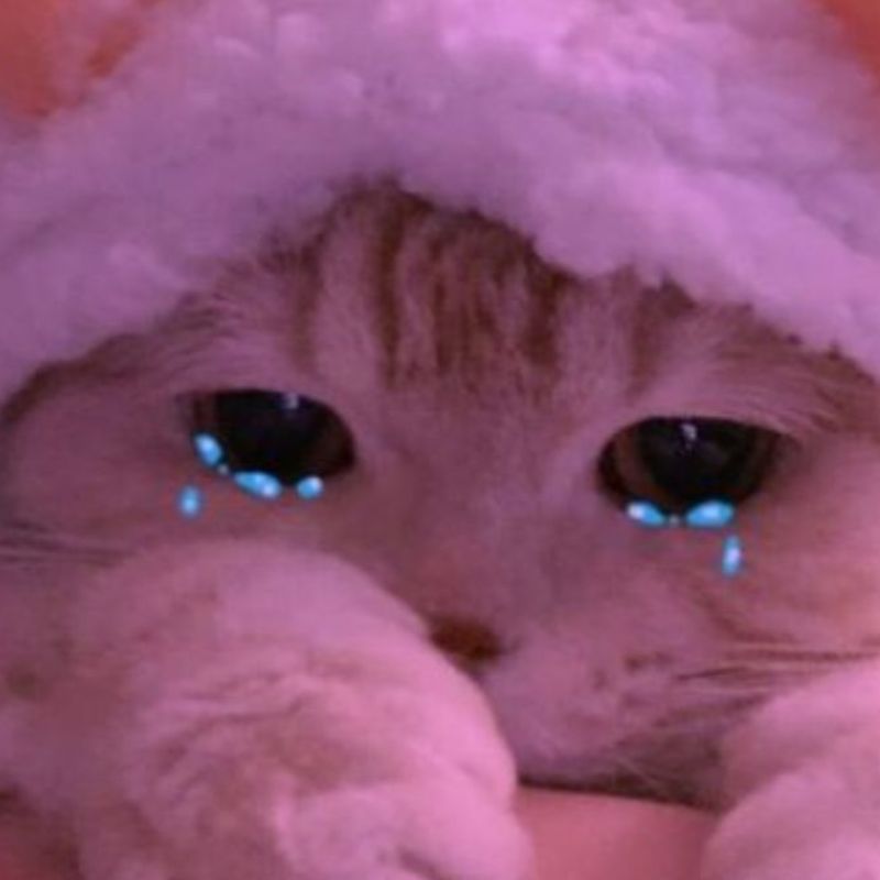 Loạt meme mèo khóc thét, gào khóc cực suy, diễn tả cảm xúc bất lực và tuyệt vọng hài hước