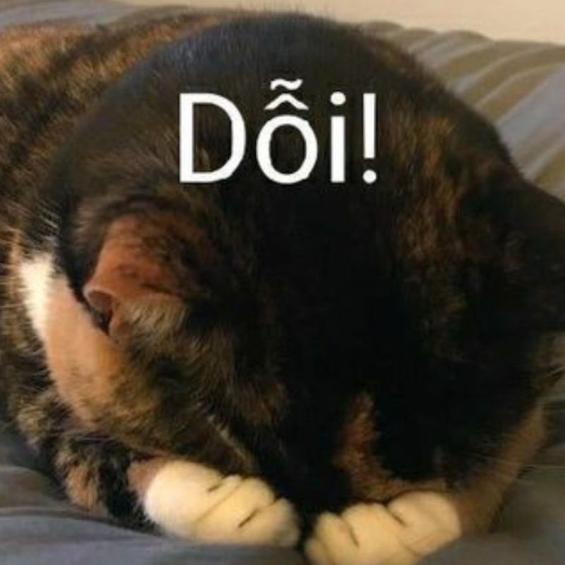 Meme mèo dỗi hờn, lè lưỡi đáng yêu, thích hợp gửi khi muốn nũng nịu hoặc làm hòa với người yêu