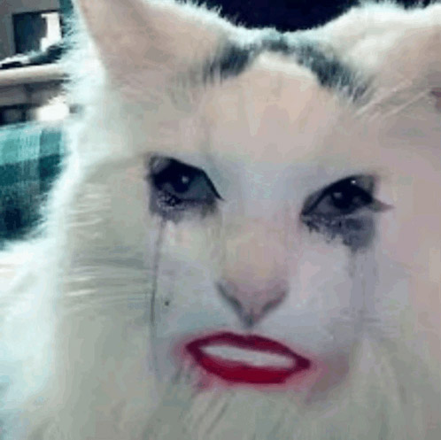 Meme mèo khóc dễ thương, pha chút cam chịu hài hước, dùng khi muốn than nhẹ đầy dí dỏm