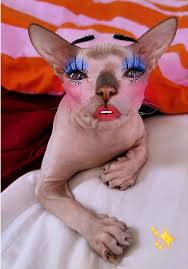 Meme mèo khóc dễ thương, pha chút cam chịu hài hước, dùng khi muốn than nhẹ đầy dí dỏm