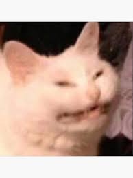 Tổng hợp meme mèo ôm đầu hoảng loạn, phù hợp khi gặp deadline hoặc tình huống stress dồn dập