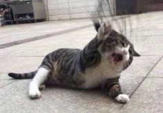 Tổng hợp meme mèo ôm đầu hoảng loạn, phù hợp khi gặp deadline hoặc tình huống stress dồn dập