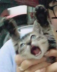 Tổng hợp meme mèo ôm đầu hoảng loạn, phù hợp khi gặp deadline hoặc tình huống stress dồn dập