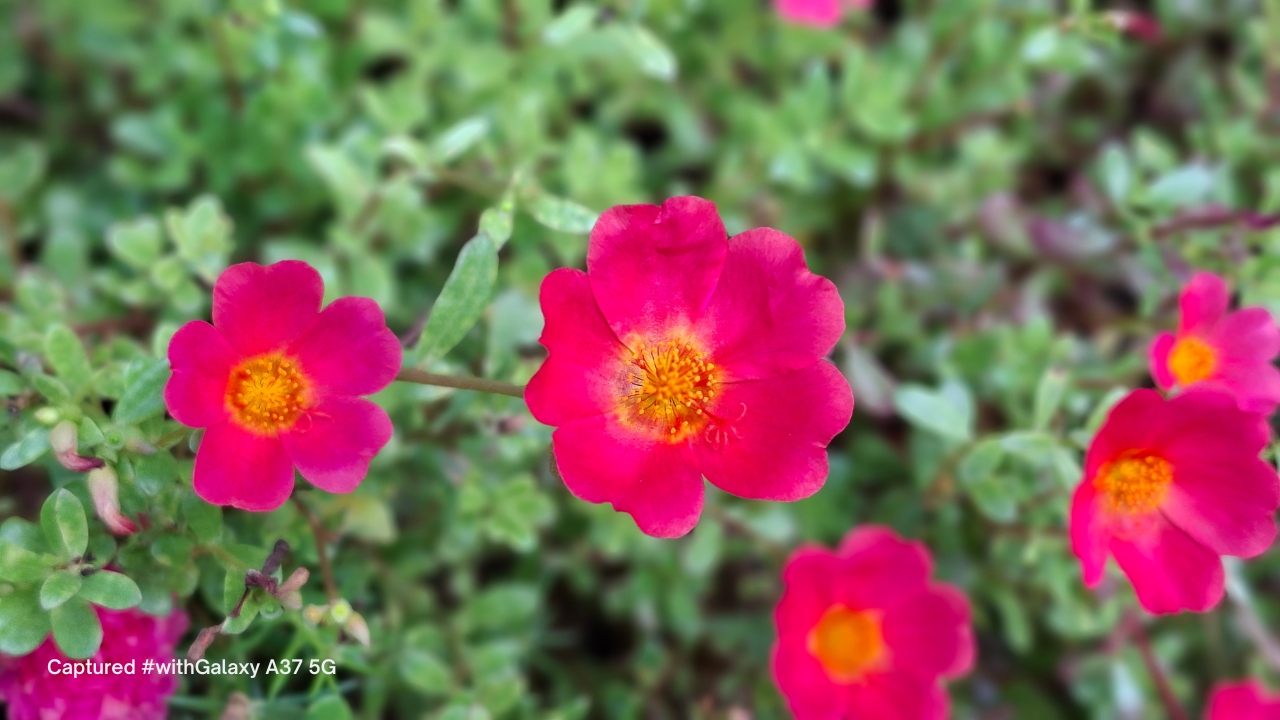 Samsung Galaxy A37 thật sự “quá đáng” mua