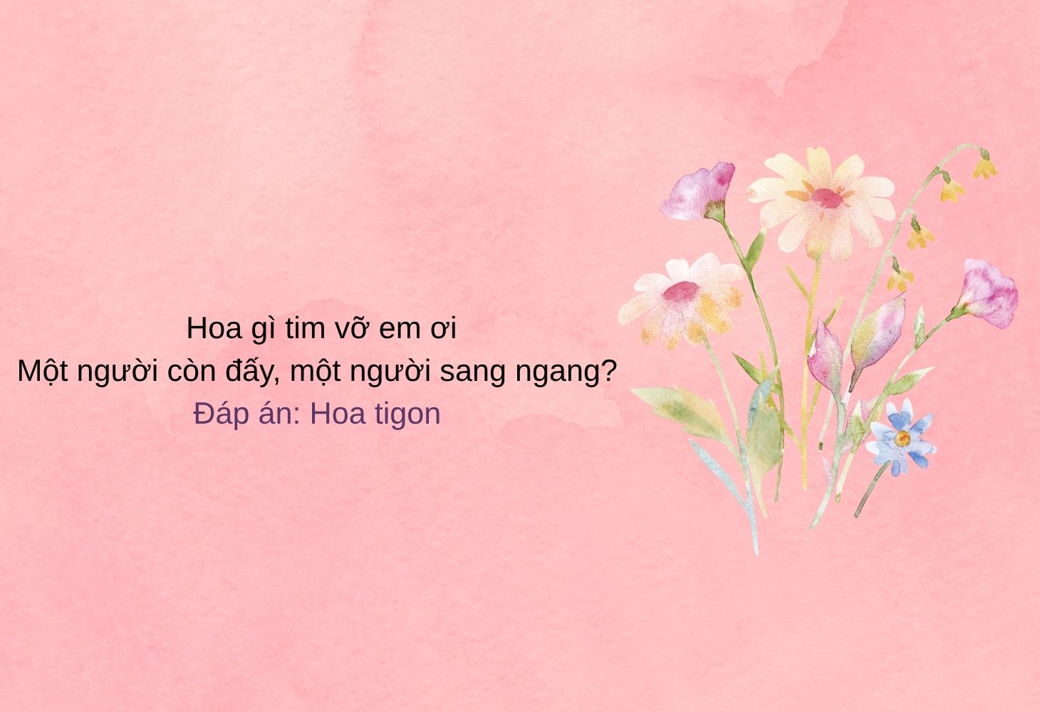 Câu đố về hoa - Hoa tigon