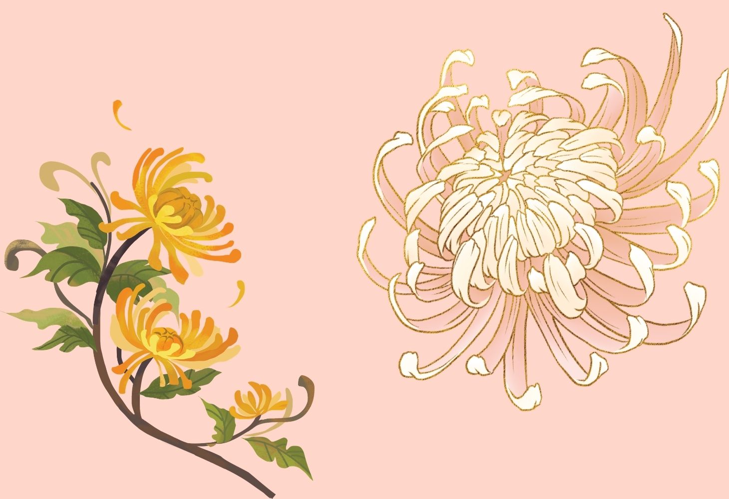 Câu đố hay về hoa - Hoa cúc